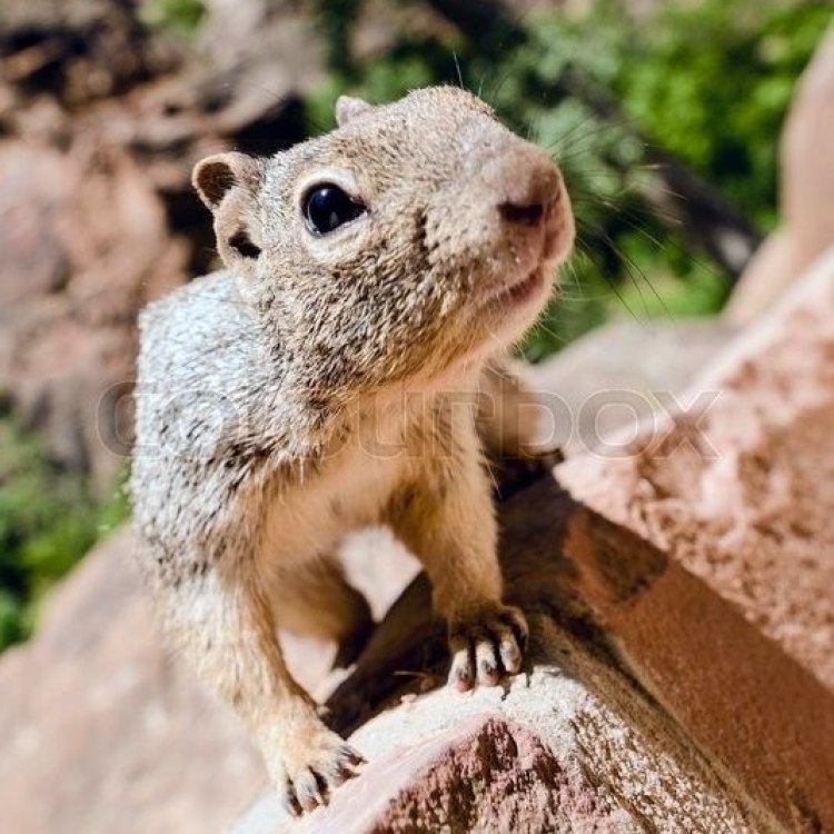 A Glimpse into the World of Uinta Ground Squirrels: Small But Mighty
