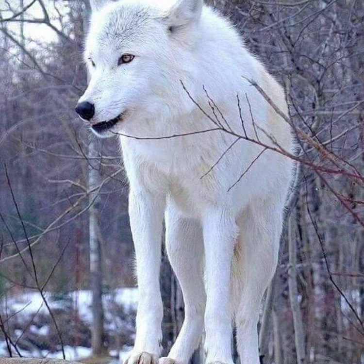 The Resilient and Majestic Arctic Wolf: Surviving in the Harshest Environment