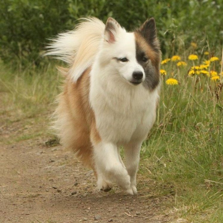 The Icelandic Sheepdog: A Loyal and Hardworking Breed