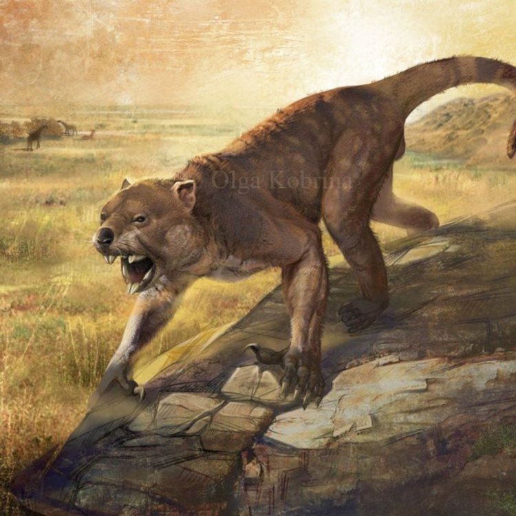 The Mighty Thylacoleo Carnifex: The Fierce Marsupial Lion of Australia