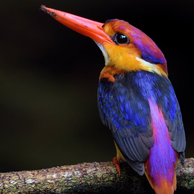 The Charming Oriental Dwarf Kingfisher