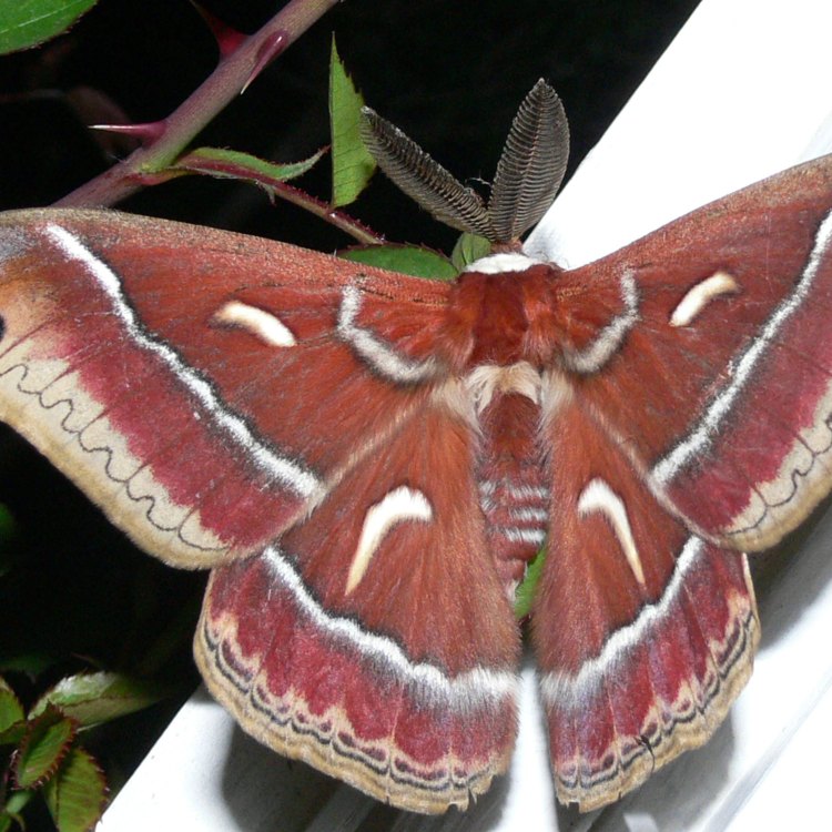 Saturniidae Moth: Nature's Colorful Giant