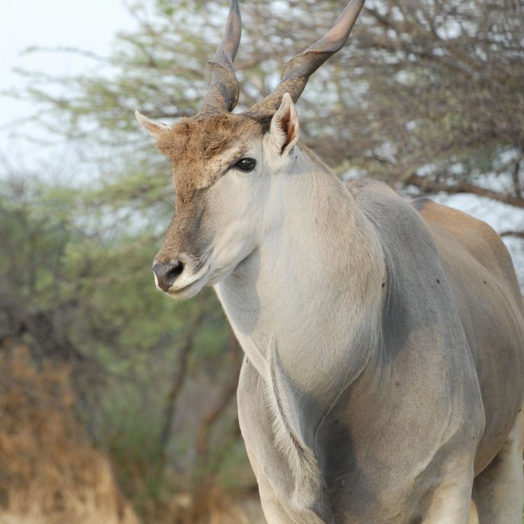 The Majestic Eland: Africa's Largest Antelope