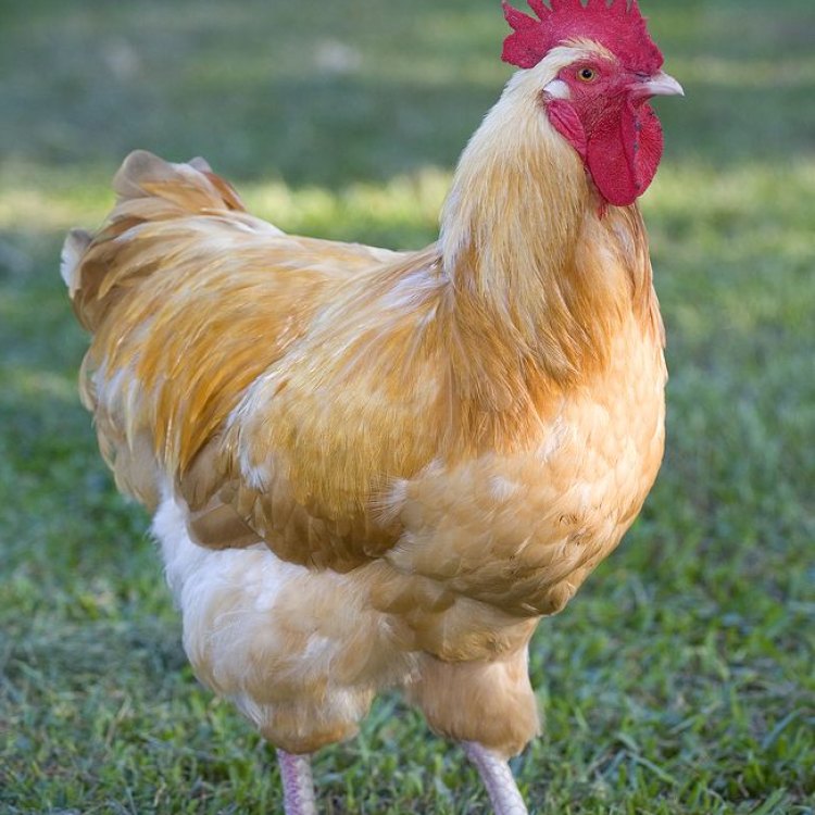 The Gentle Giant of the Farm: The Buff Orpington Chicken