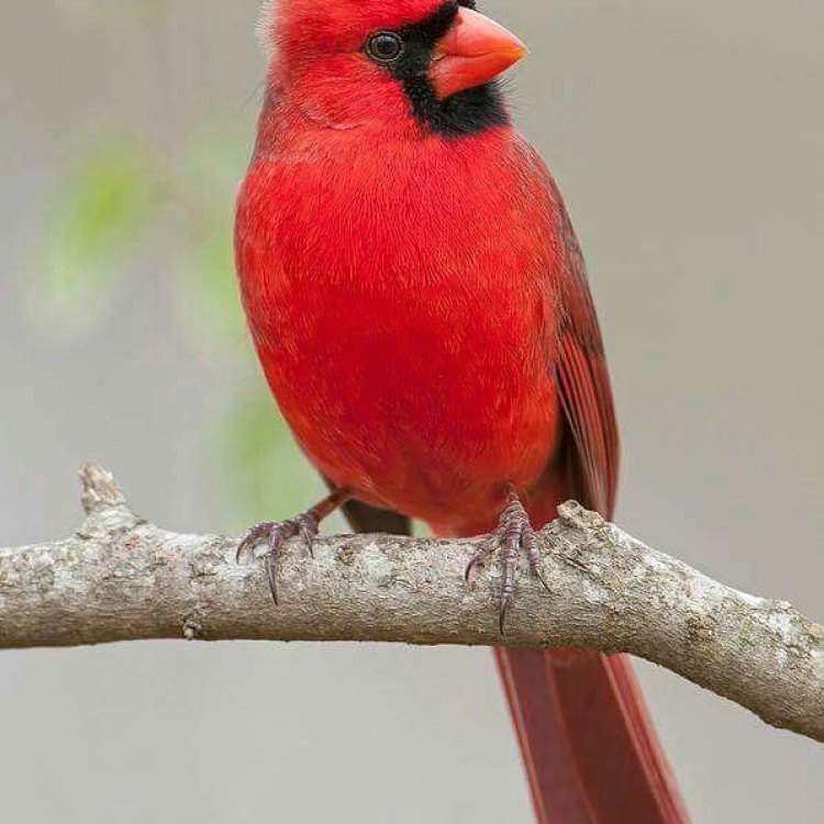 The Dazzling Northern Cardinal: A Jewel of Eastern and Central North America