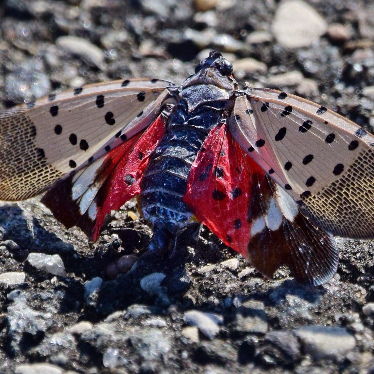 The Spotted Lanternfly: Invasive Beauty