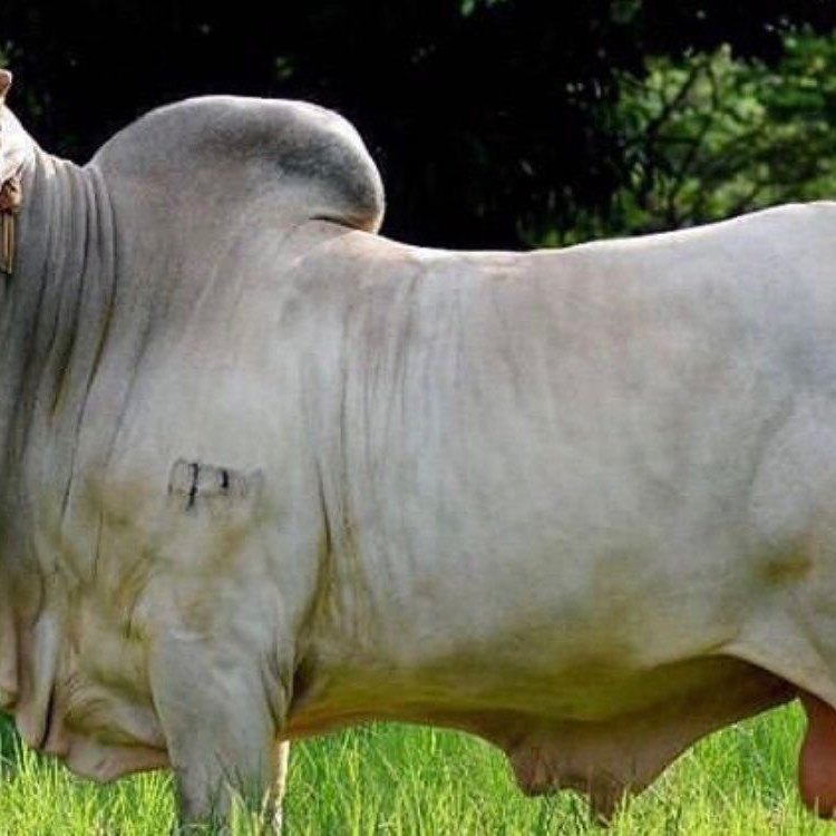 The Fascinating Nelore Cattle: Discovering the Heritage, Beauty, and Strength of India's Gift to Brazil