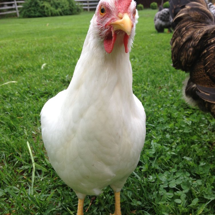 The Lively Leghorn Chicken: Meet the Multi-Purpose Poultry