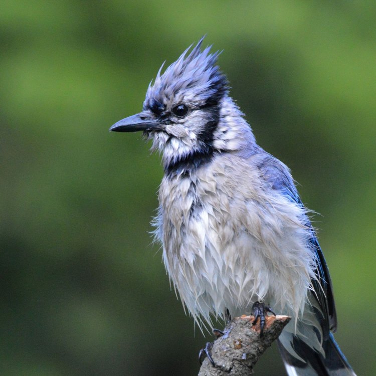 The Majestic Blue Jay: A Symbol of Beauty and Intelligence