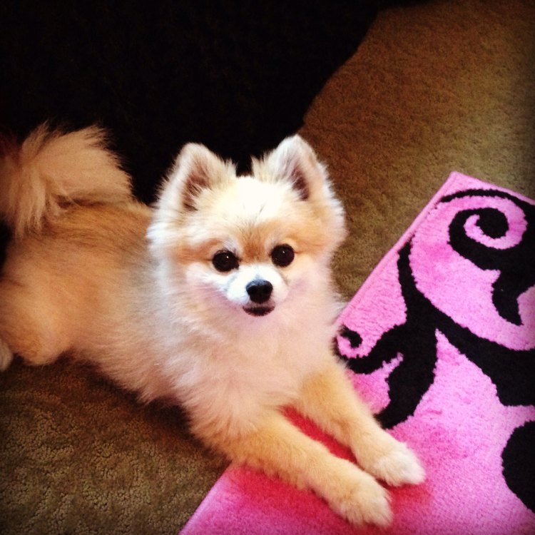 The Lively and Adorable Pomeranian: A Small Dog with Big Personality