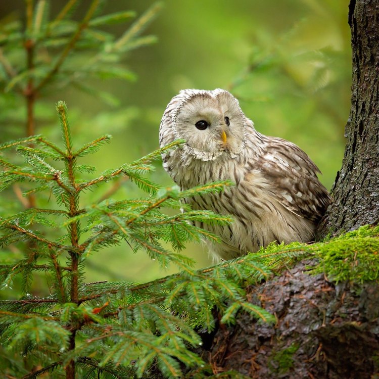 The Majestic Ural Owl: A Hunter of the Northern Forests