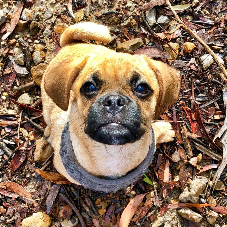 The Fascinating World of Puggles: Meet Australia's Adorable Monotreme