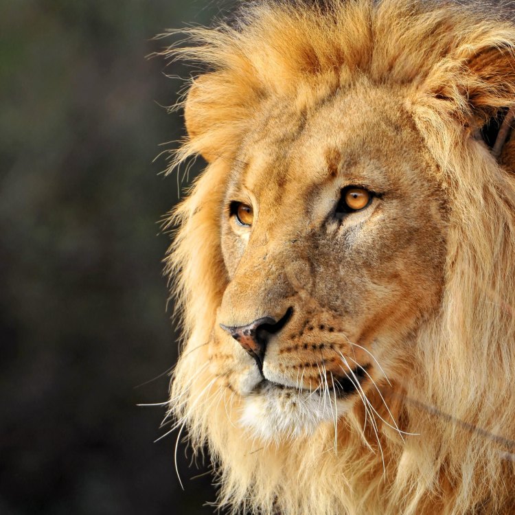 The Mighty King of the Savannah: The Lion
