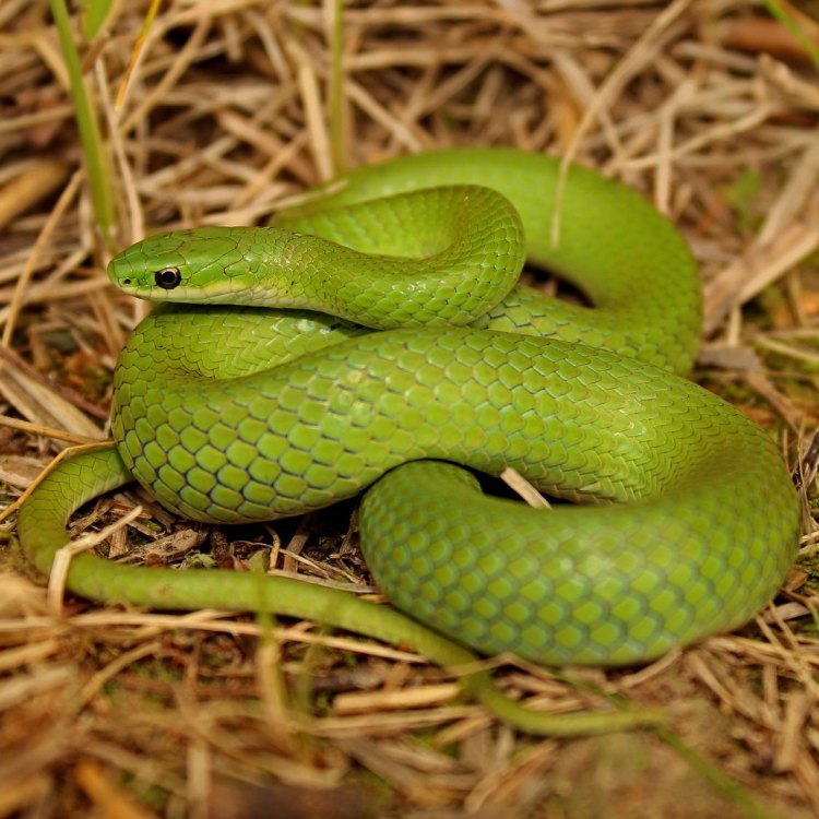 A Closer Look at the Stunning Green Snake