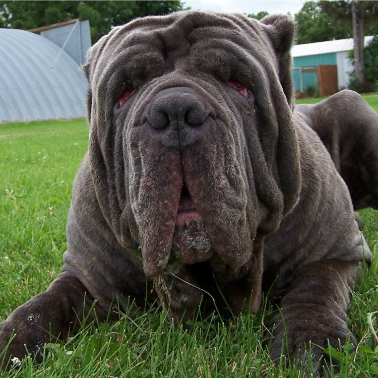The Magnificent Neapolitan Mastiff: A Devoted and Fearless Protector