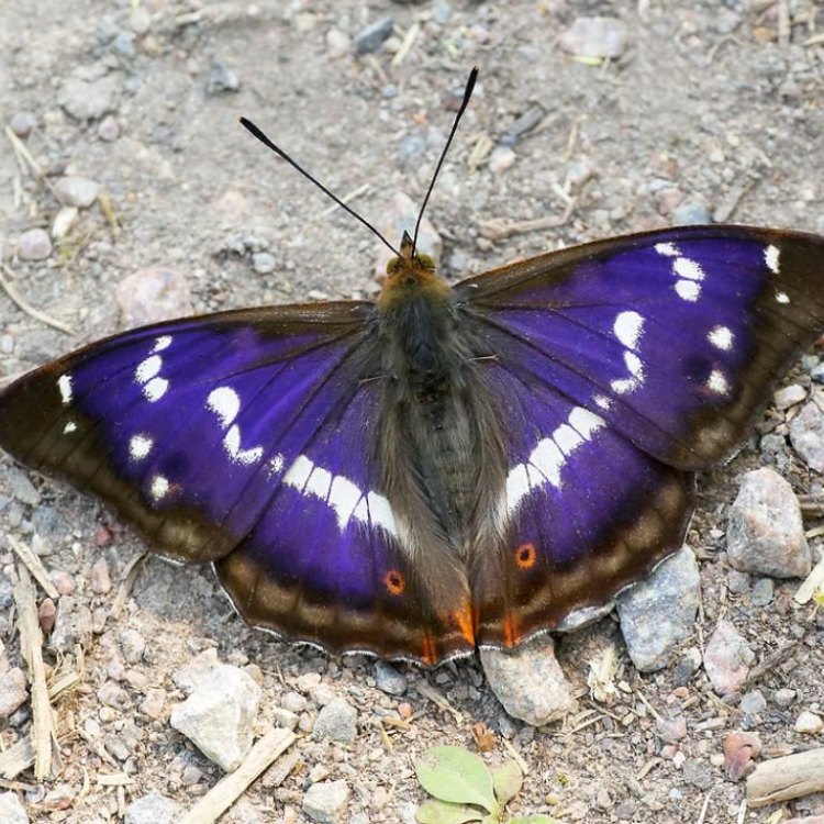 The Enchanting Purple Emperor Butterfly: A Rare Gem in the Insect Kingdom