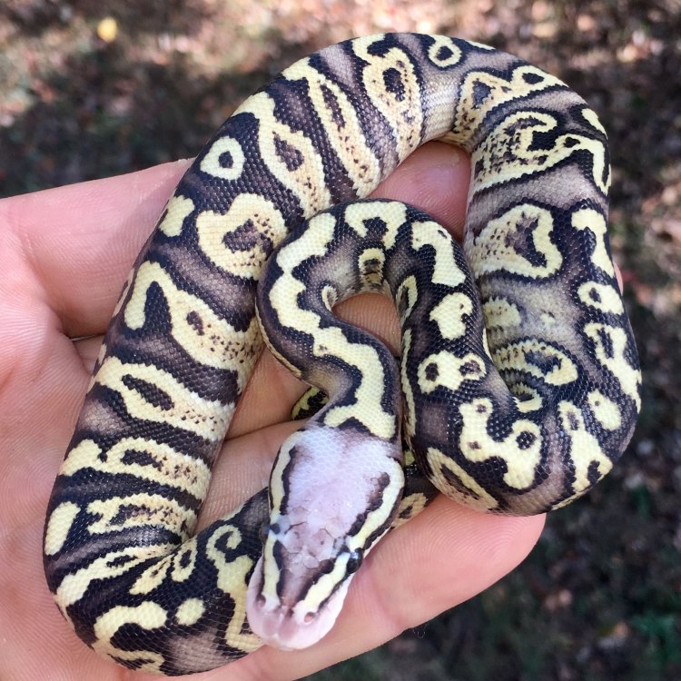 The Fascinating Firefly Ball Python: A Jewel of the West African Rainforests