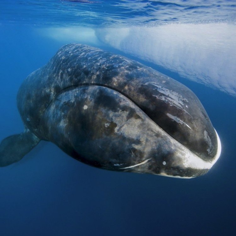 The Majestic Bowhead Whale: The Giant of the Arctic Ocean