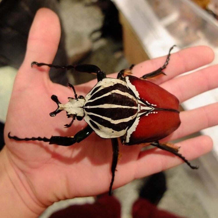 The Mighty Goliath Beetle: A Magnificent Creature of the Tropical Rainforests