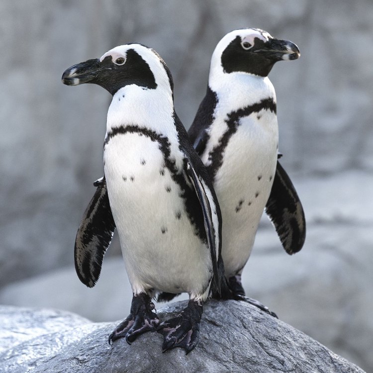 Meet the African Penguin: The Delightful Bird of Southern Africa