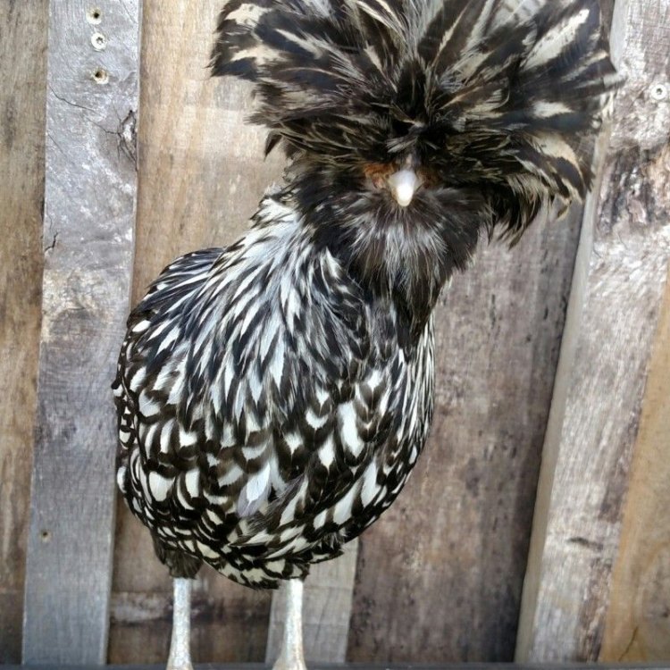 The Majestic and Unique Polish Chicken: A Beloved Addition to Backyards Everywhere