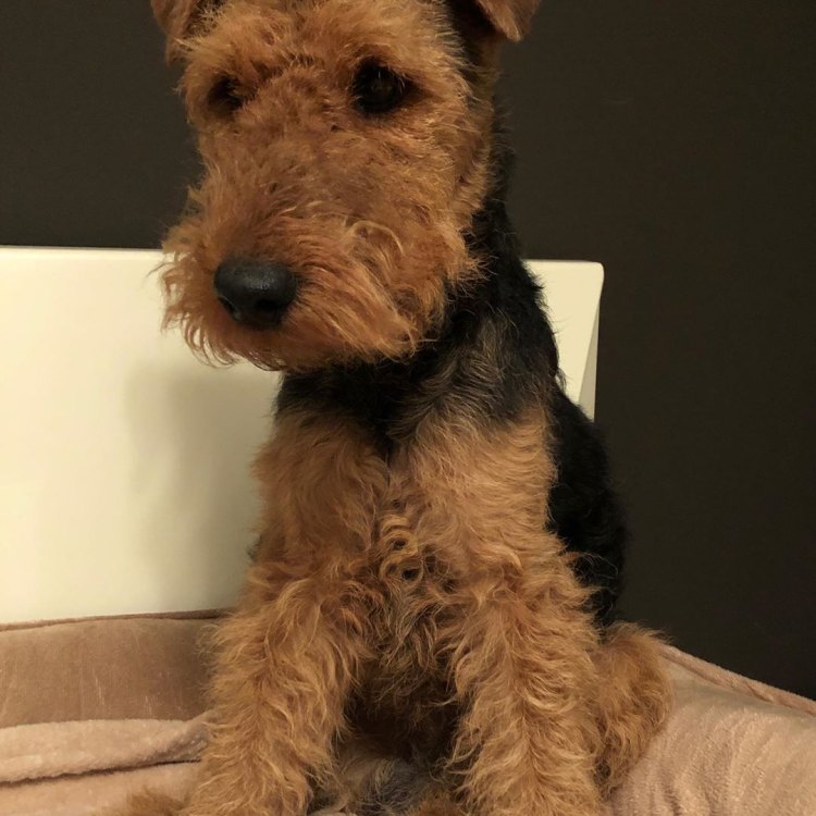 The Lovable Welsh Terrier: A Small but Mighty Companion for Life