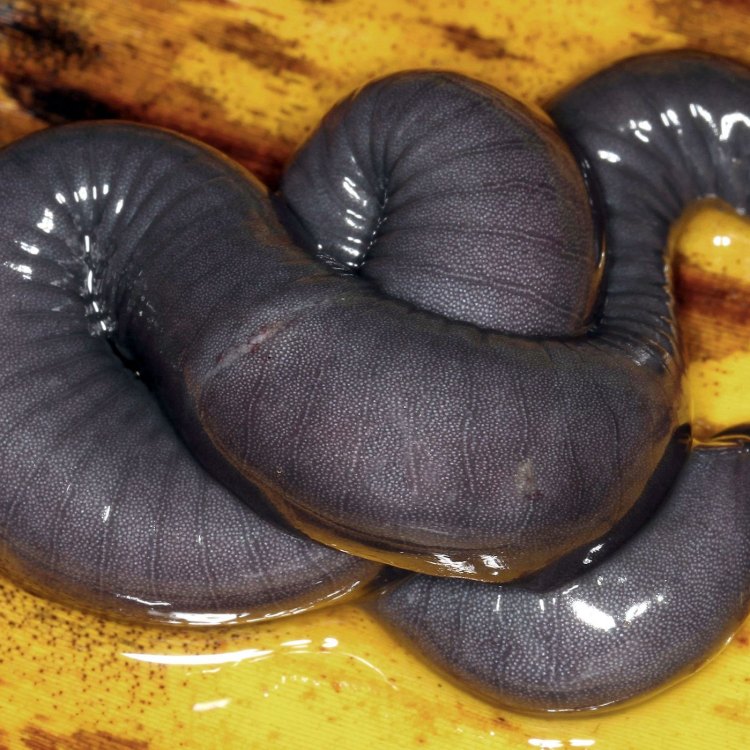 A Closer Look at the Fascinating Caecilian