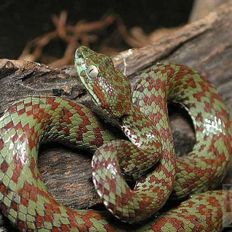 The Enigma of the Golden Lancehead Snake