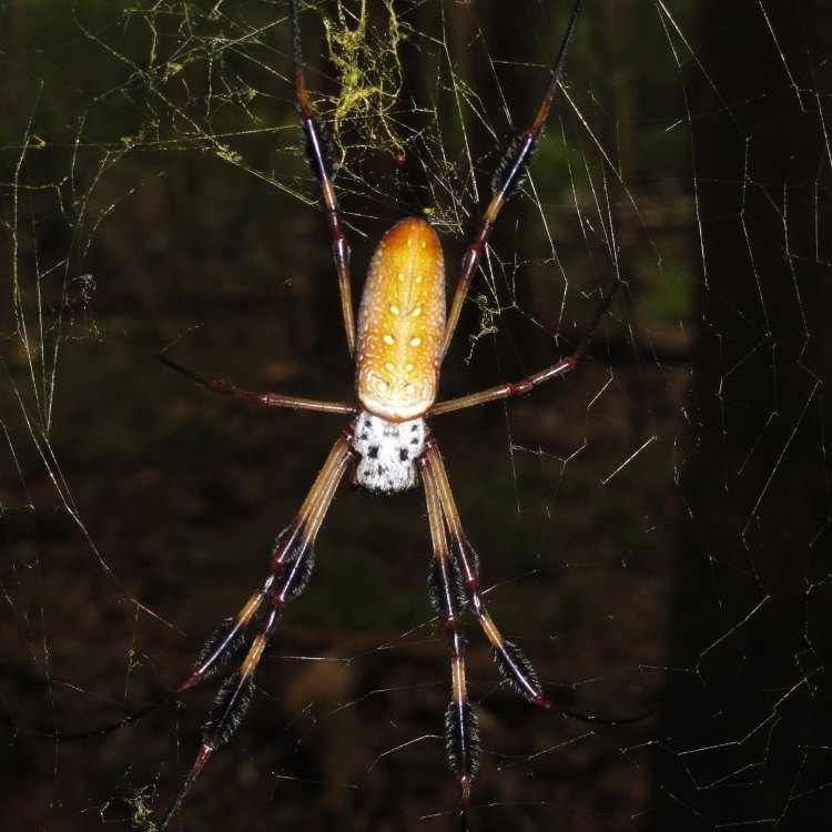 The Fascinating World of Orb Weavers: Master Weavers of the Arachnid Family