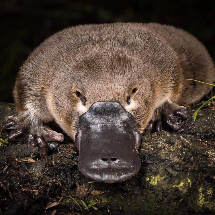 The Unique and Fascinating Platypus: The Mammal Like No Other