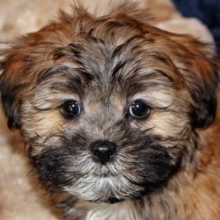 Meet the Adorable Shih Poo: The Perfect Blend of Love and Cuteness