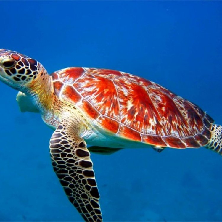 The Majestic Sea Turtle: An Oceanic Wonder