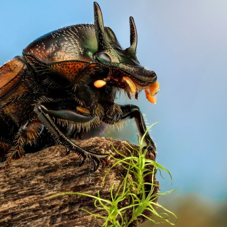 The Mighty Eastern Hercules Beetle: A Fascinating Inhabitant of Eastern United States