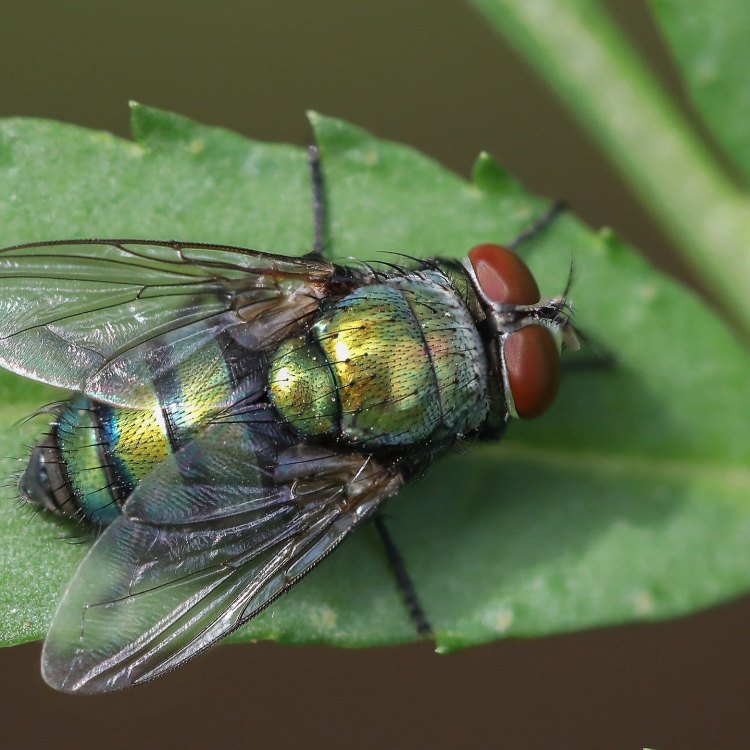 The Fascinating World of Blowflies: A Scavenging Insect with Surprising Abilities
