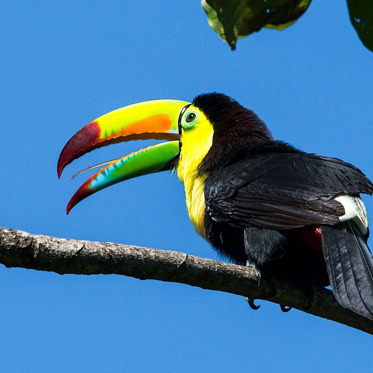 A Colorful Bird of the Rainforest: The Keel Billed Toucan