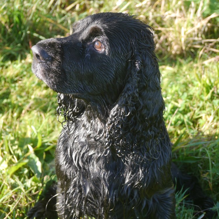 The Loyal and Versatile English Cocker Spaniel: A Beloved Companion