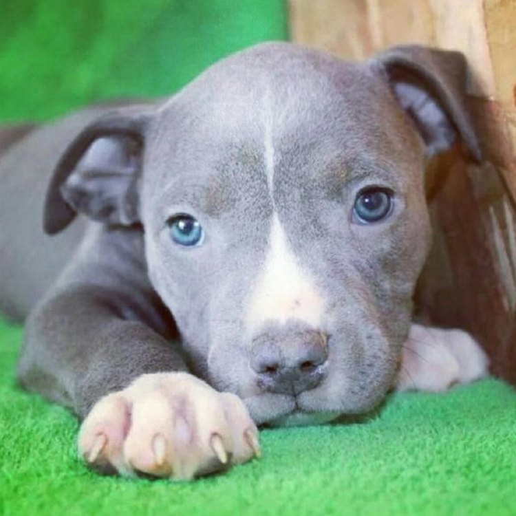 The Origins of the Blue Nose Pit Bull