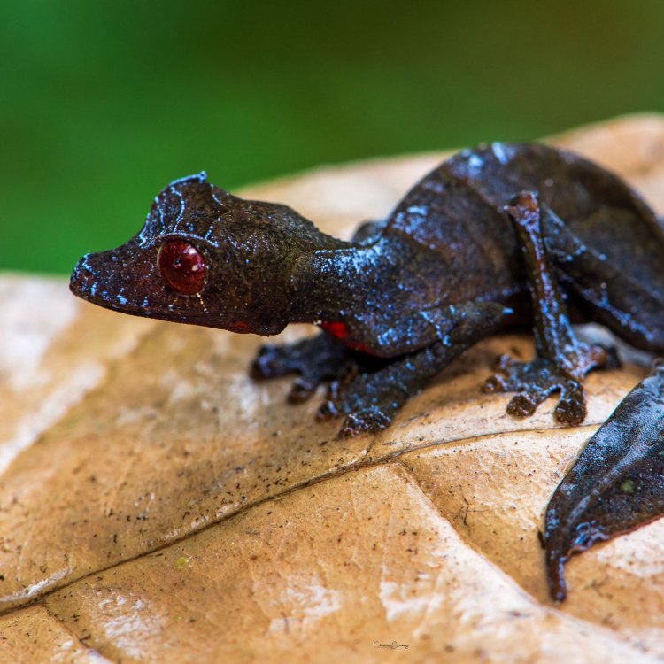 The Devil in Disguise: Unraveling the Mysteries of the Satanic Leaf Tailed Gecko