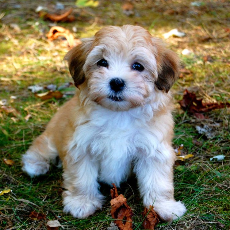 The Adorable and Affectionate Havanese: A Guide to this Playful Household Pet
