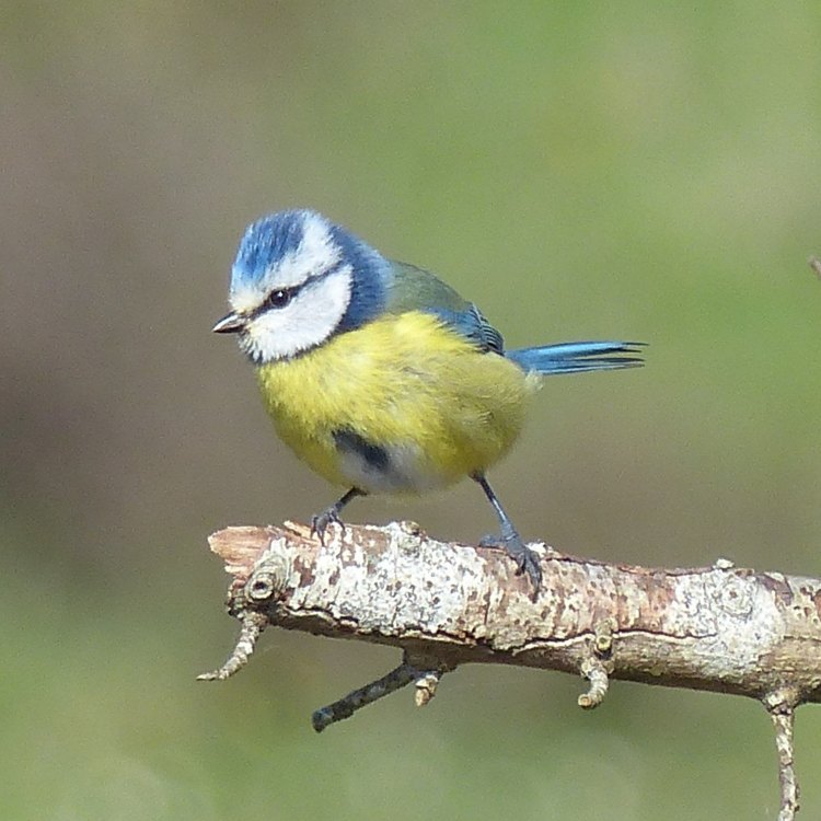 The Charming Blue Tit: A Small Bird with a Big Personality
