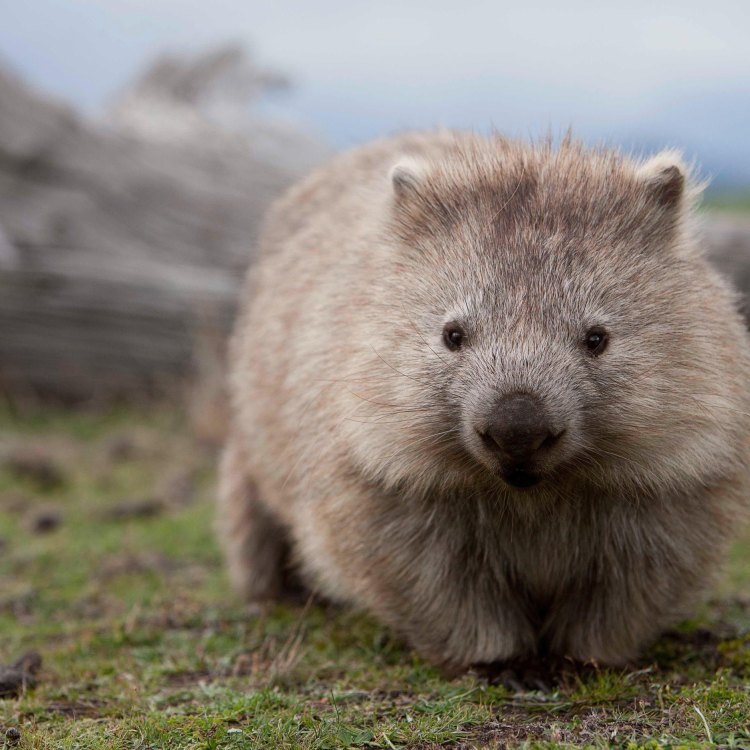 Meet the Wombat: Australia's Furry Burrowing Mammal
