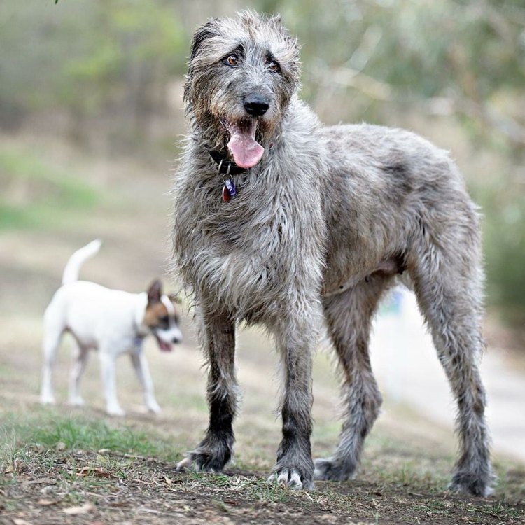 <b>The Majestic Irish Wolfhound: A Fierce Yet Gentle Giant</b>