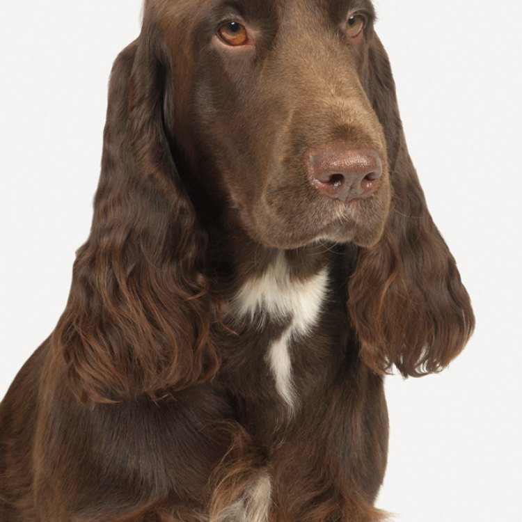 The Majestic Field Spaniel: The Perfect Companion for Outdoor Enthusiasts