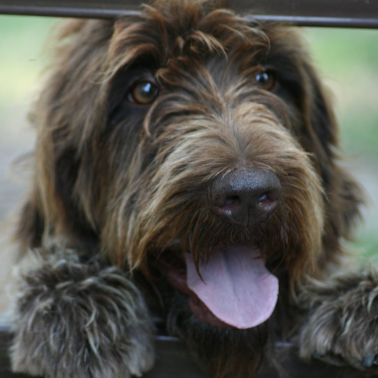 The Intelligent and Versatile Wirehaired Pointing Griffon: A Scavenger's Lifelong Comrade