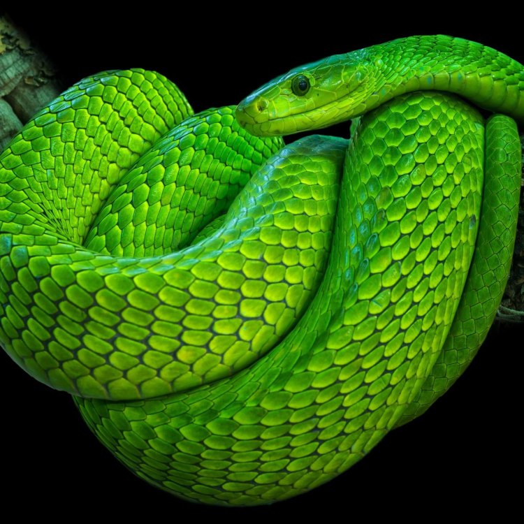 The Mysterious Western Green Mamba: A Slender and Elongated Predator of the African Rainforests