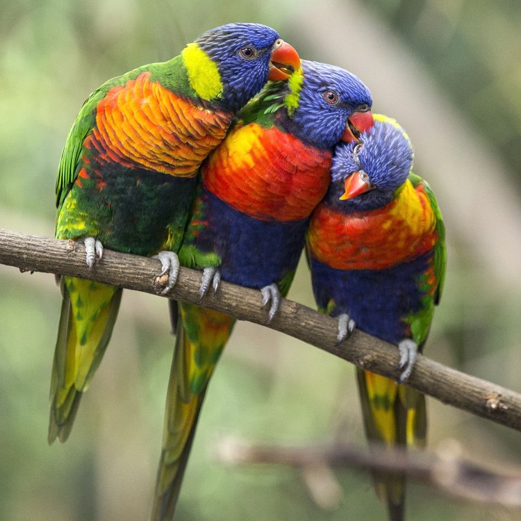 A Closer Look at the Lorikeet: A Colorful and Unique Bird