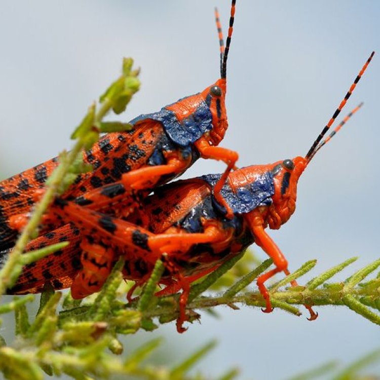 A Closer Look at Australia's Unique Insect: Leichhardts Grasshopper