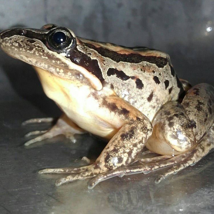 The Marsh Frog: A Fascinating Amphibian