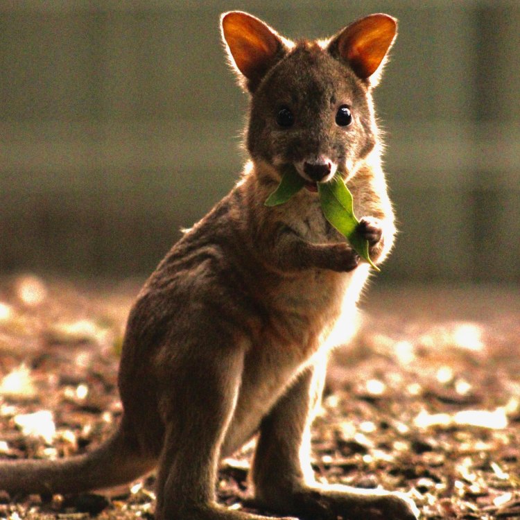 Pademelon: A Marvel of Nature's Design