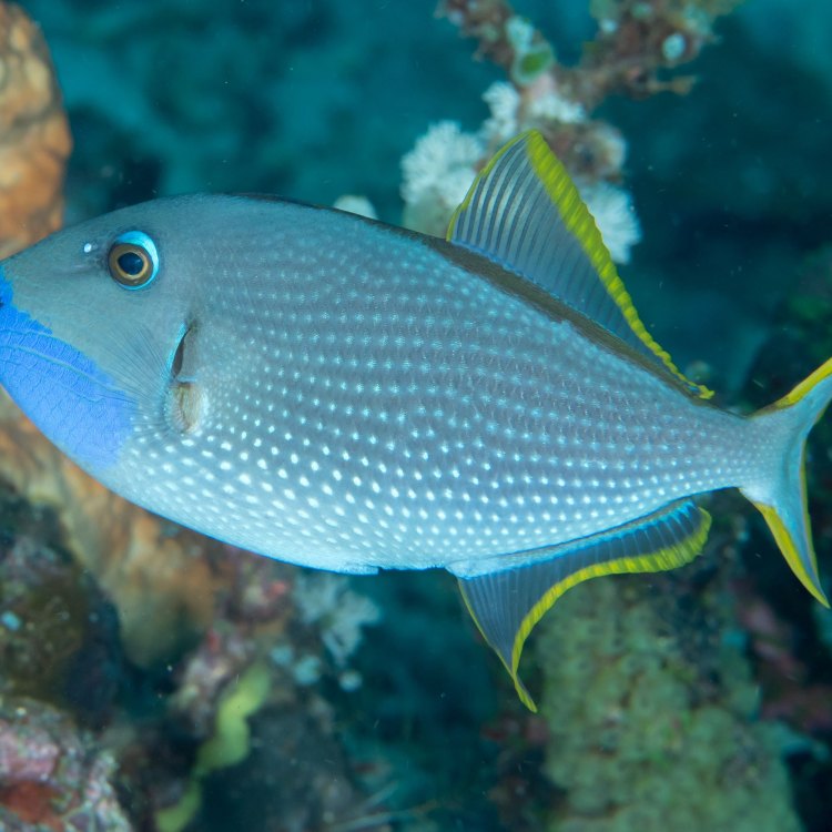 The Fascinating World of Triggerfish: A Colorful Wonder of the Ocean